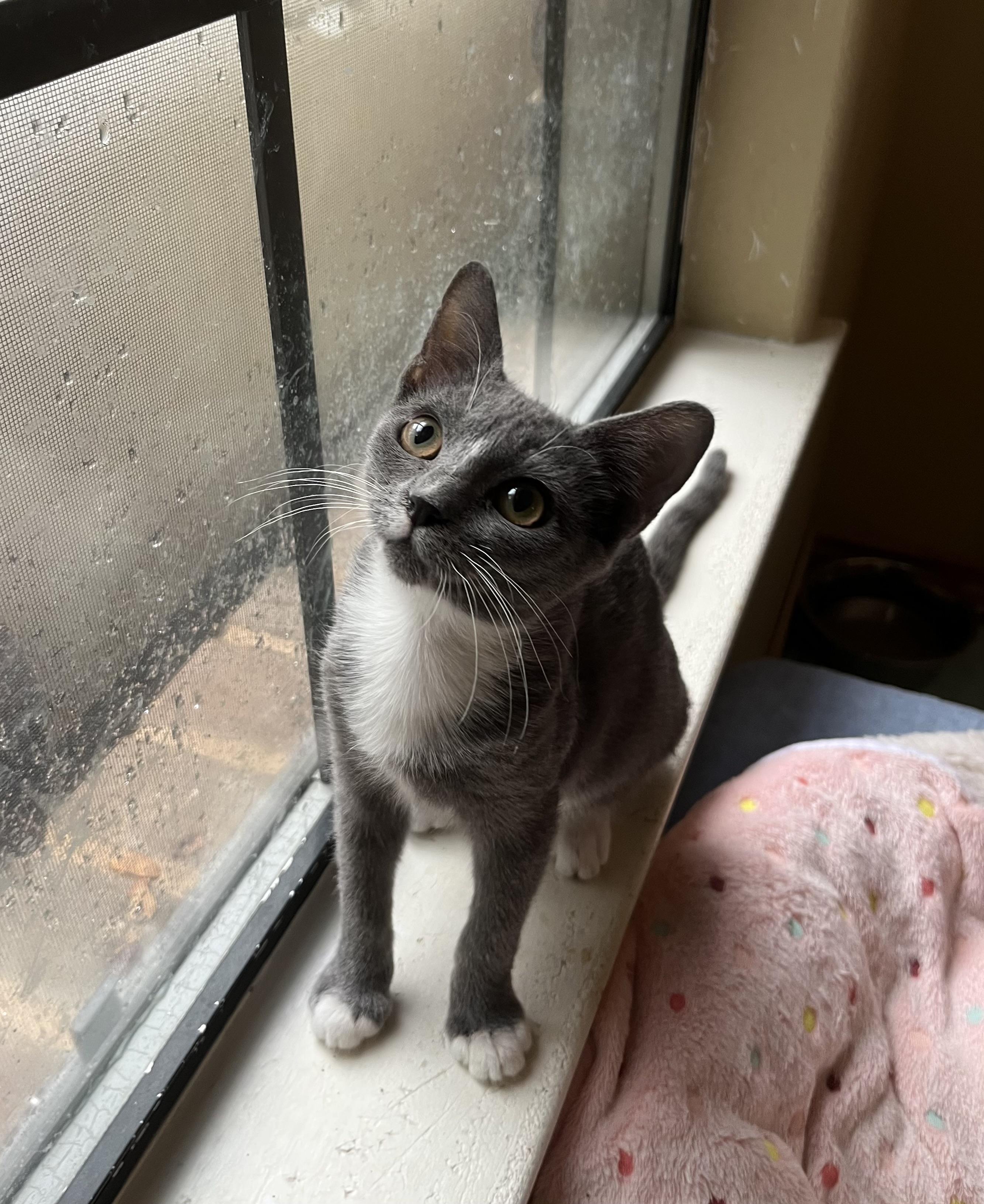 Pearls, Adoptable, Kitten Female Russian Blue.