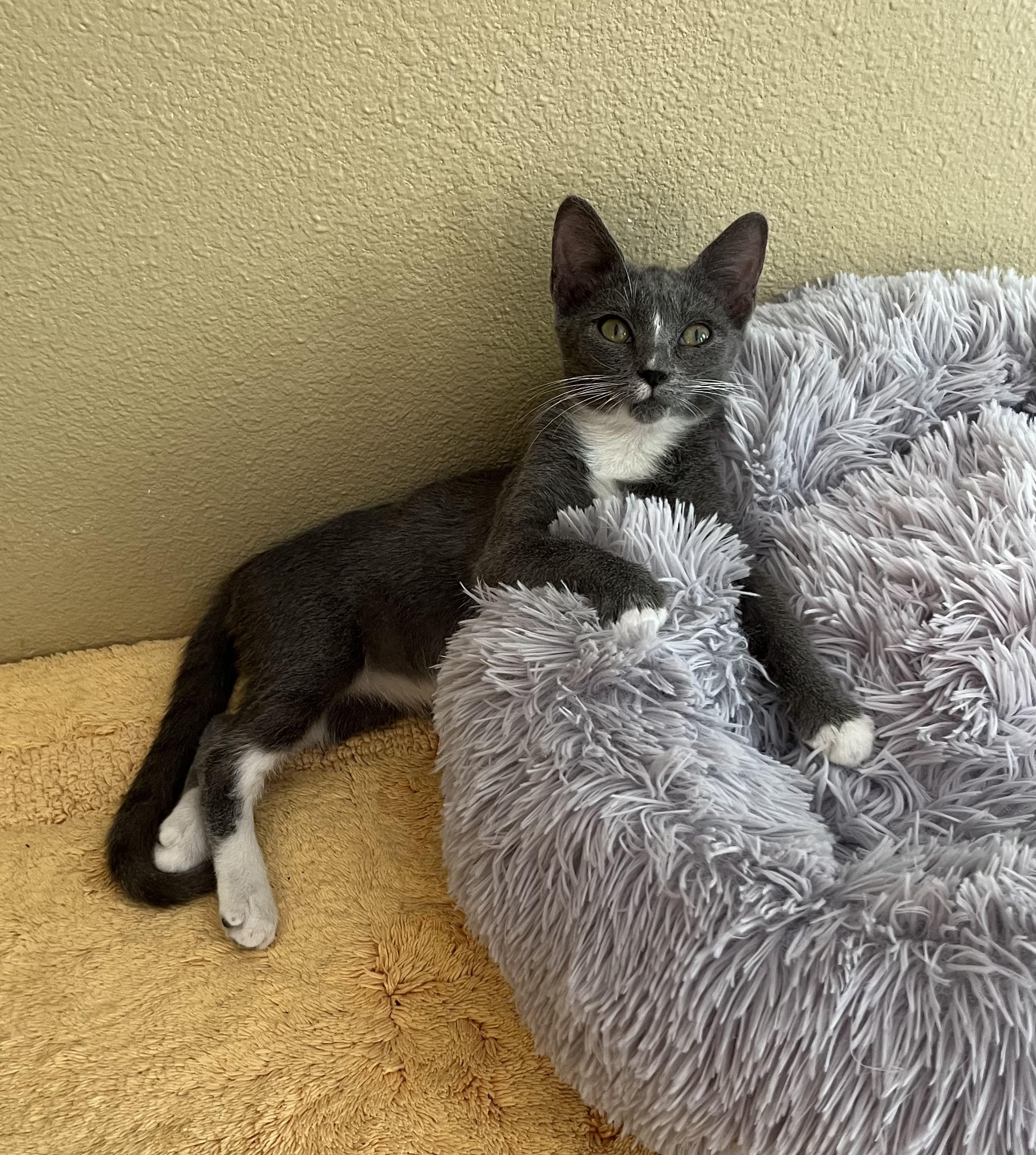Enlarge Pearls, a Adoptable Russian Blue in Hillsboro, TX image 3/6