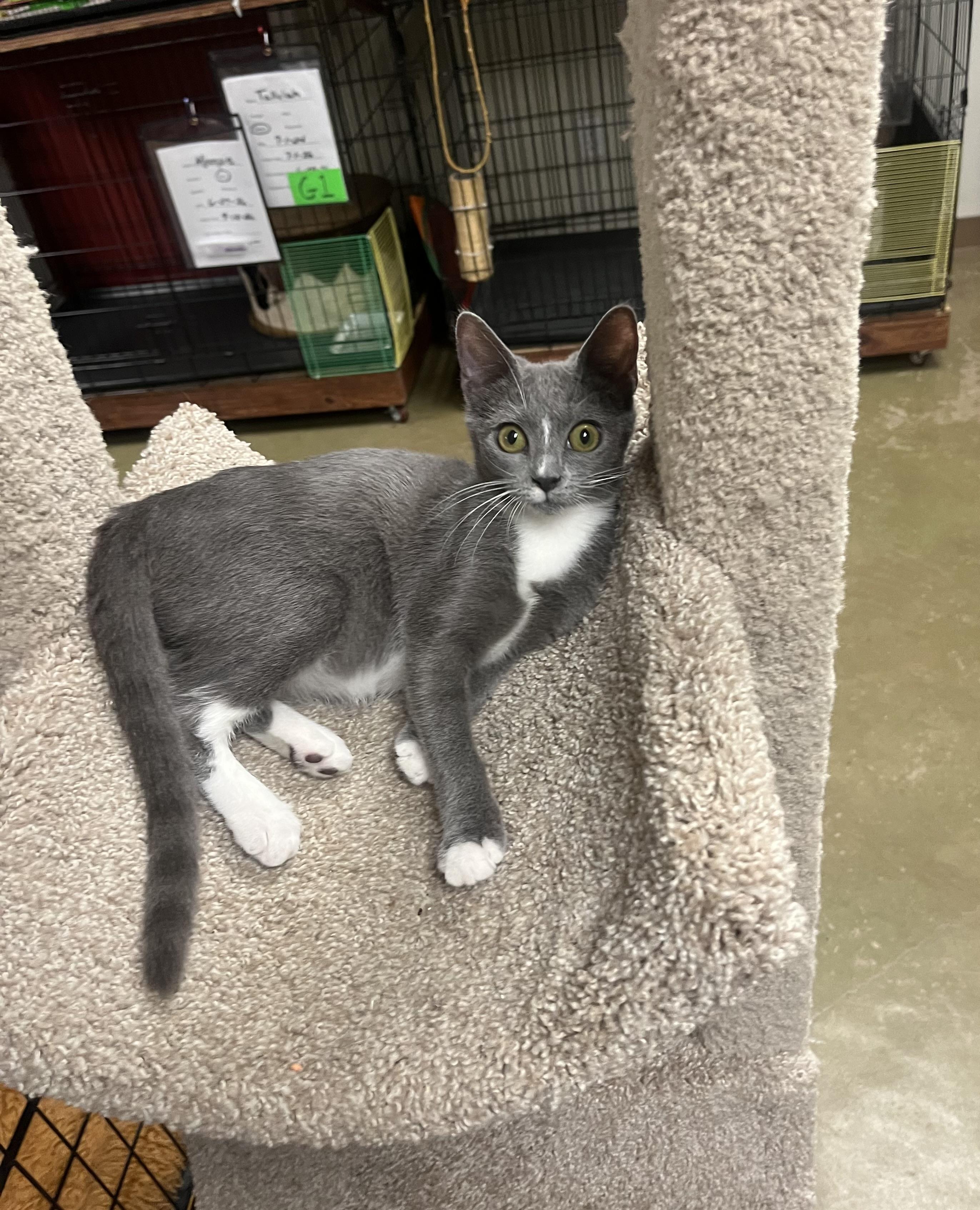 Enlarge Pearls, a Adoptable Russian Blue in Hillsboro, TX image 5/6