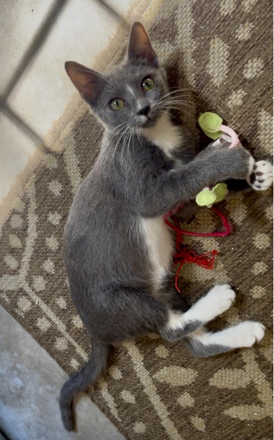 Enlarge Pearls, a Adoptable Russian Blue in Hillsboro, TX image 4/6