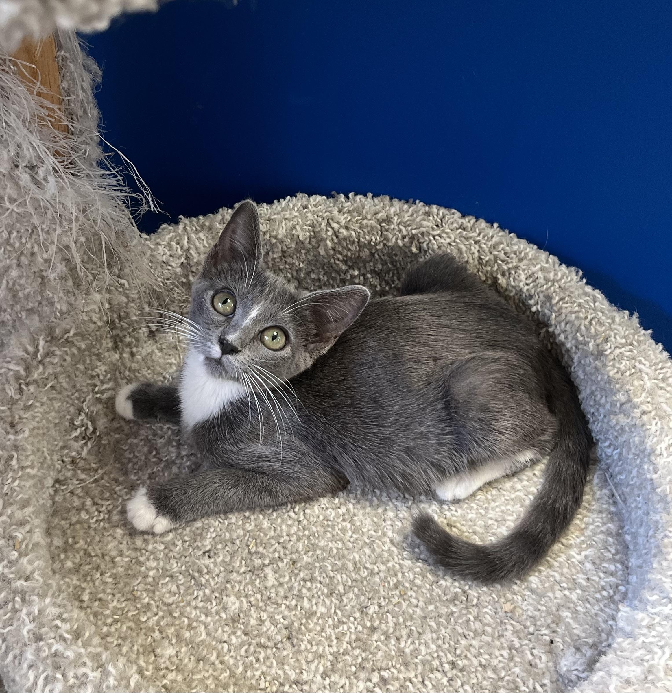 Enlarge Pearls, a Adoptable Russian Blue in Hillsboro, TX image 2/3