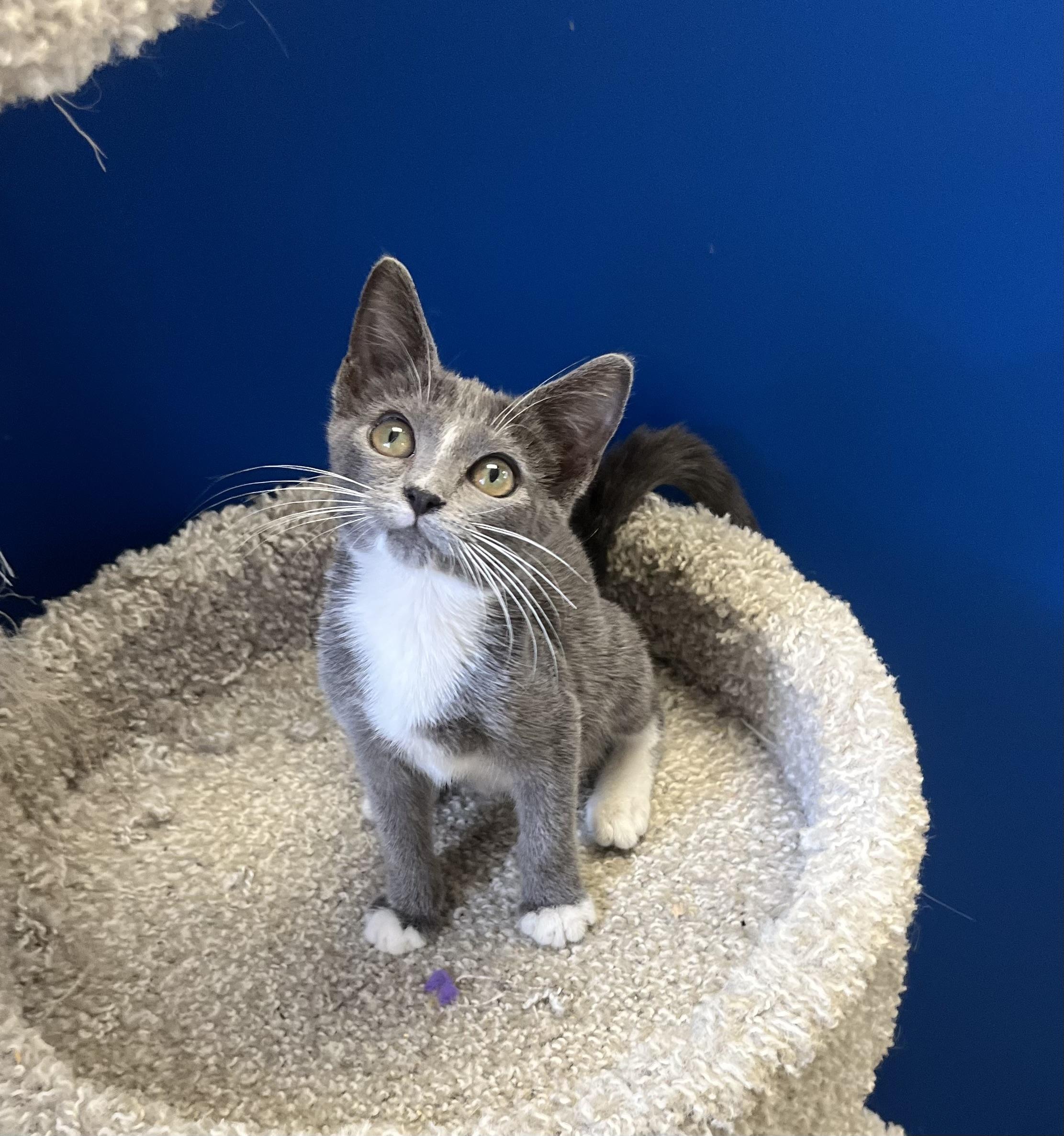 Pearls, Adoptable, Kitten Female Russian Blue.
