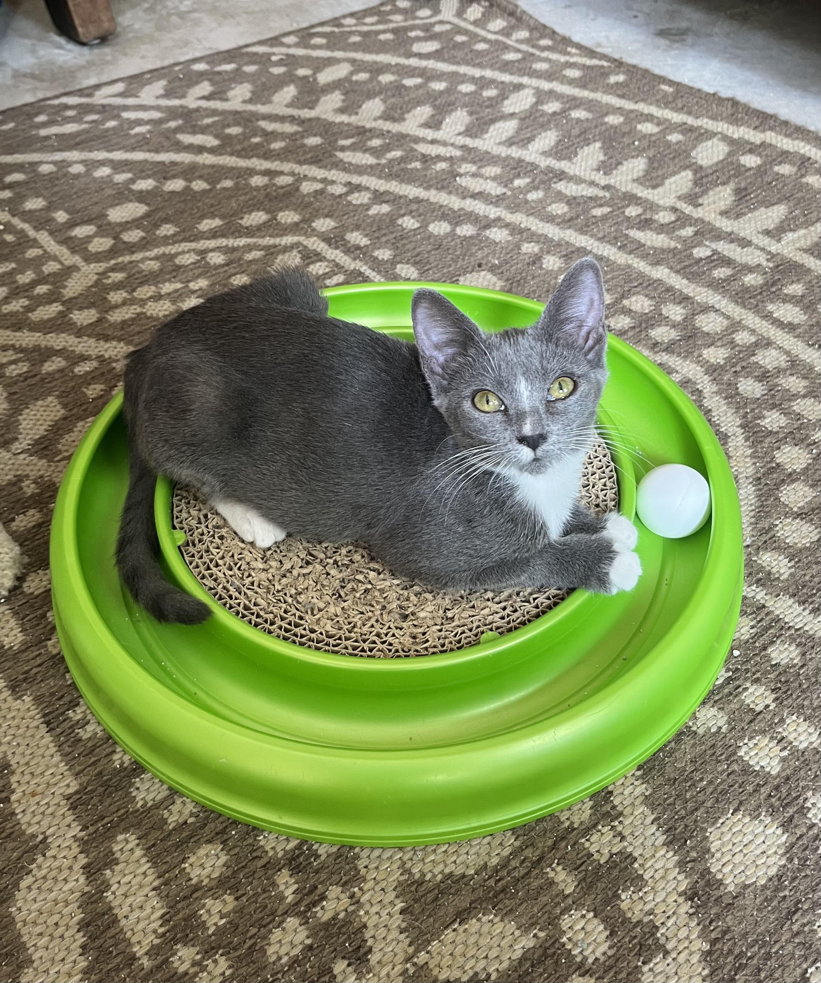 Enlarge Pearls, a Adoptable Russian Blue in Hillsboro, TX image 5/6