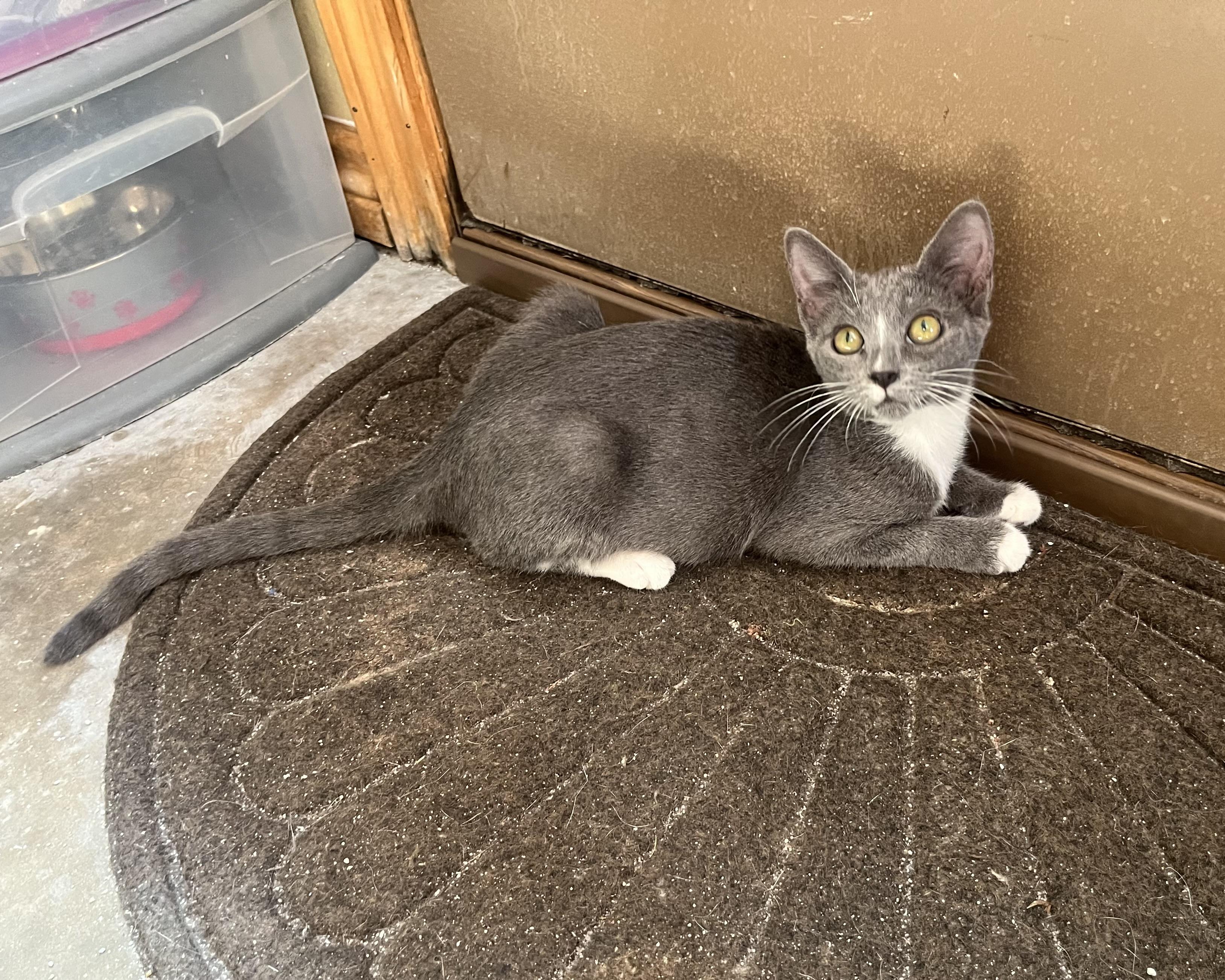 Pearls, Adoptable, Kitten Female Russian Blue.