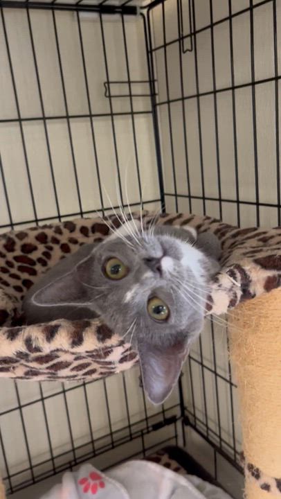 Enlarge Pearls, a Adoptable Russian Blue in Hillsboro, TX video 2/6