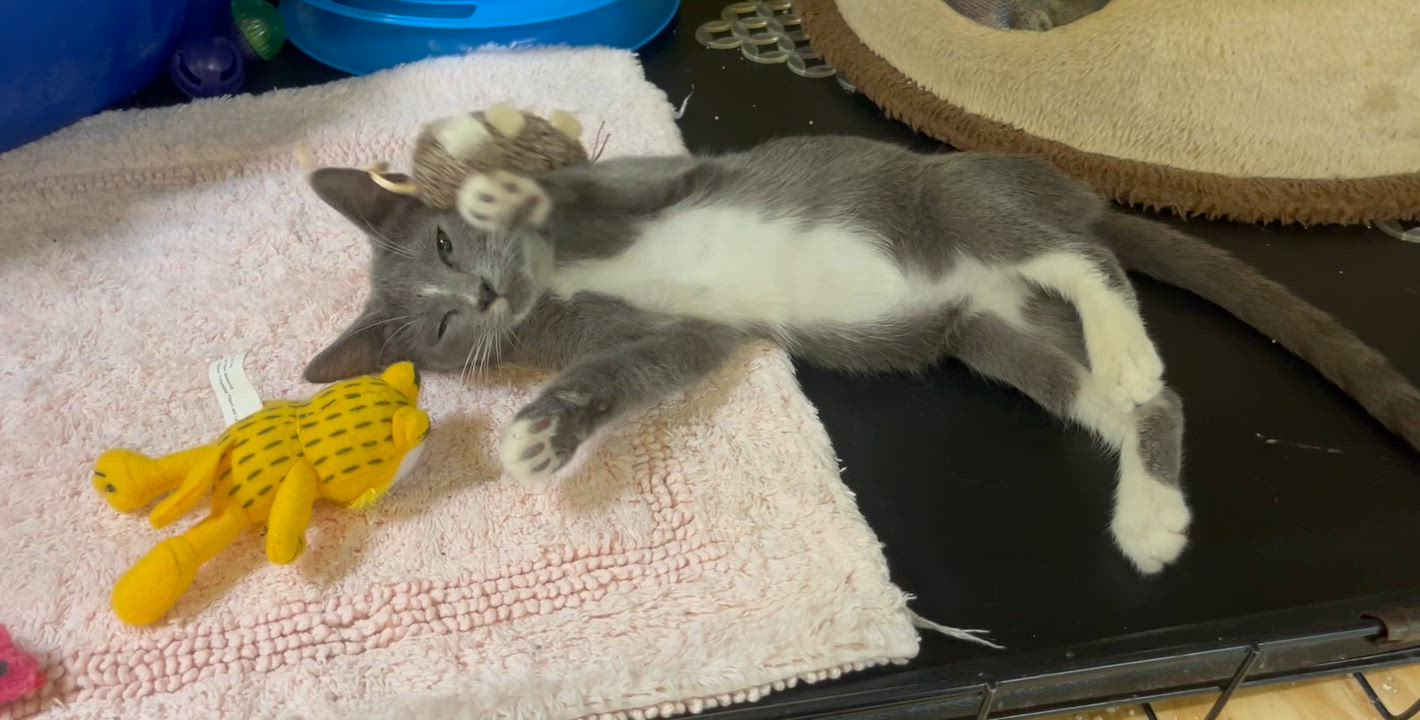 Enlarge Pearls, a Adoptable Russian Blue in Hillsboro, TX video 3/3