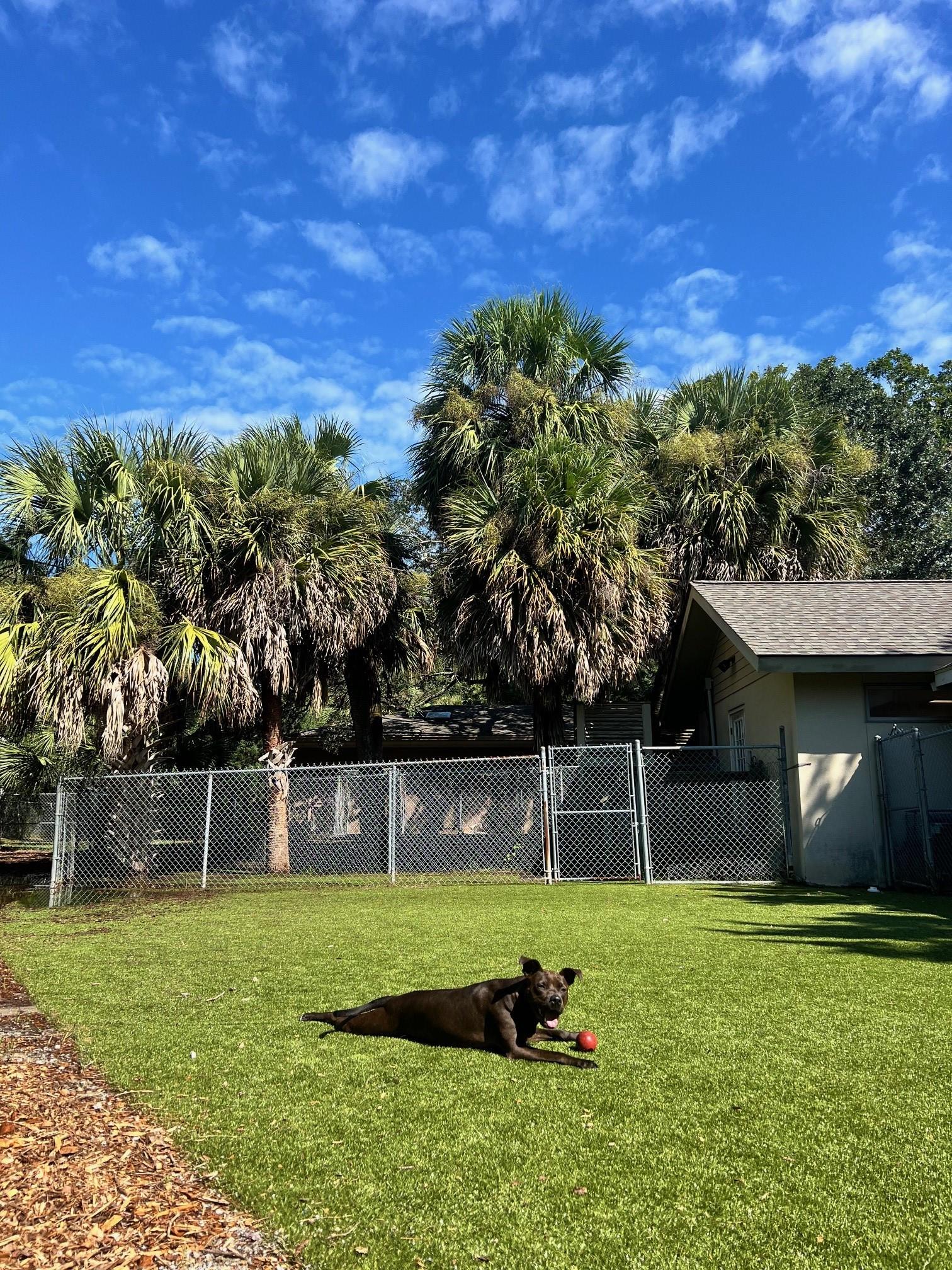 Reina — thumbnail 3