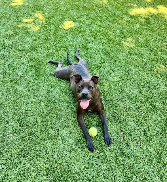 Reina — thumbnail 5