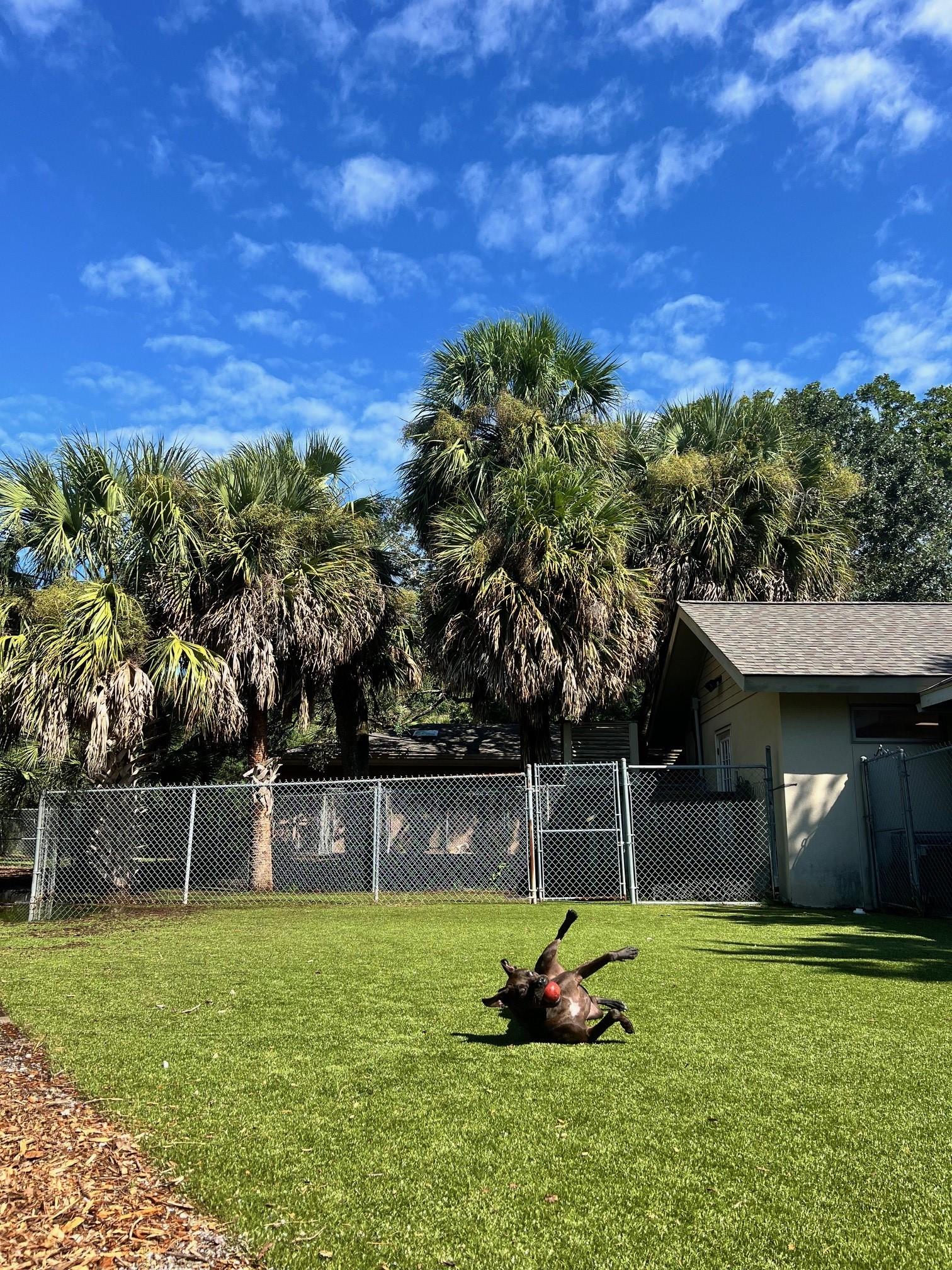 Reina — thumbnail 6