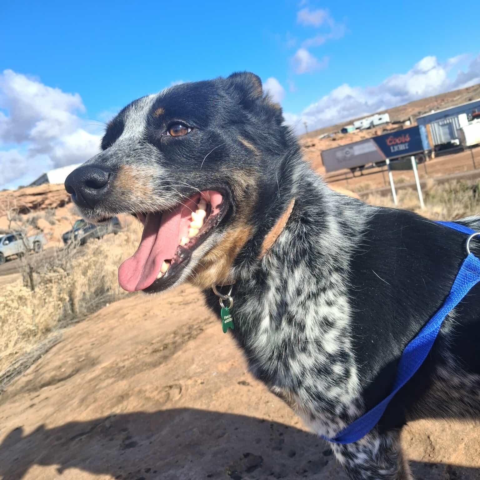 Raptor, a ADOPTABLE Australian Cattle Dog / Blue Heeler in Roosevelt, UT image 1/4