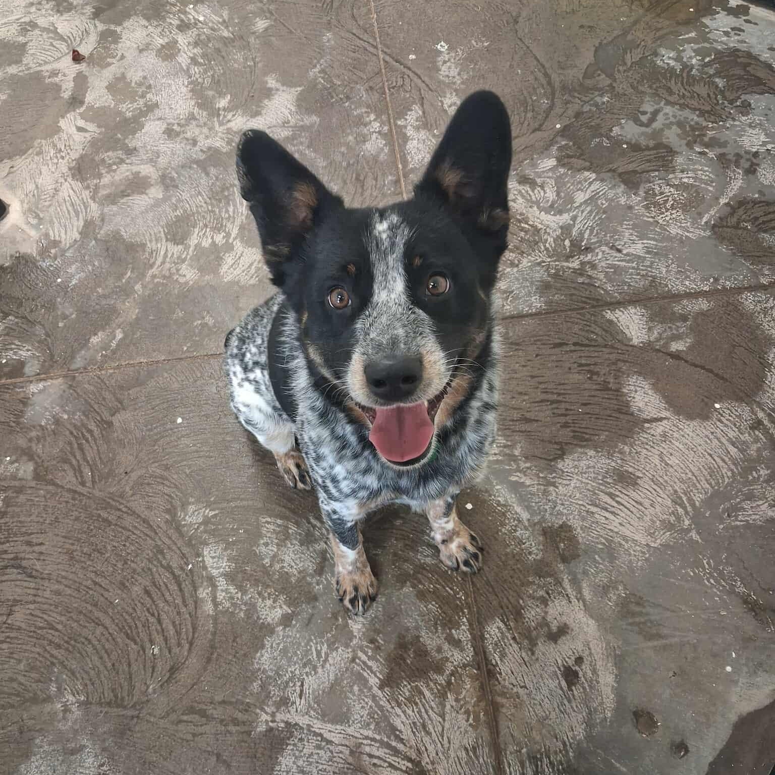 Raptor, a ADOPTABLE Australian Cattle Dog / Blue Heeler in Roosevelt, UT image 3/4