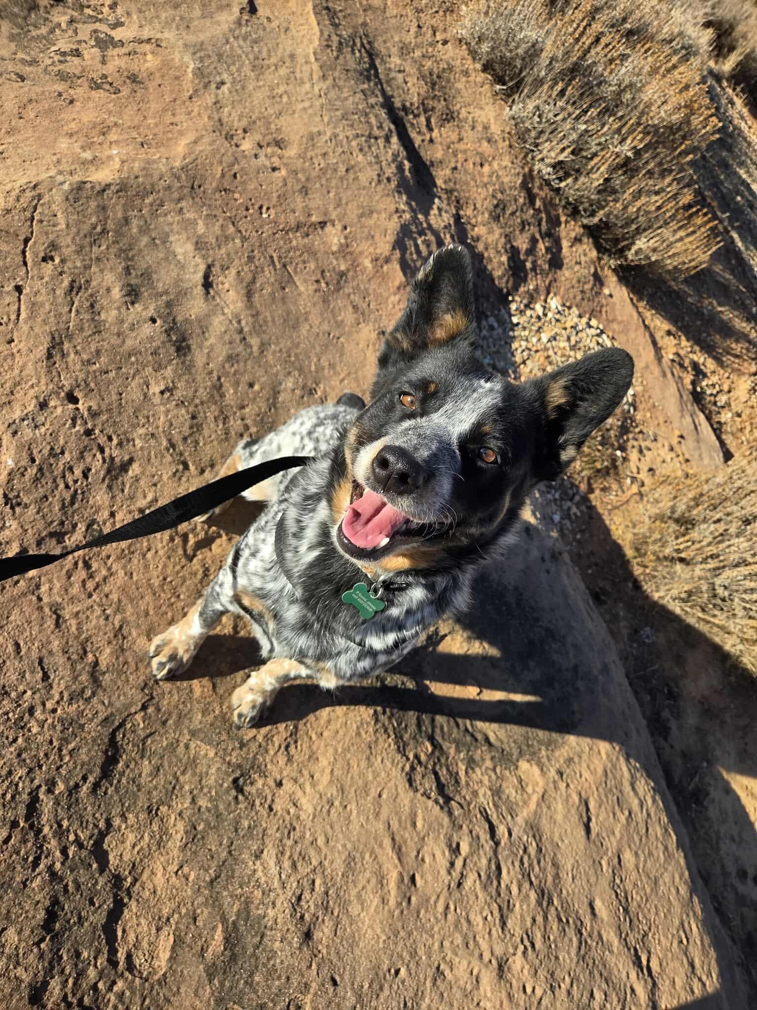 Raptor, ADOPTABLE, Adult Male Australian Cattle Dog / Blue Heeler.