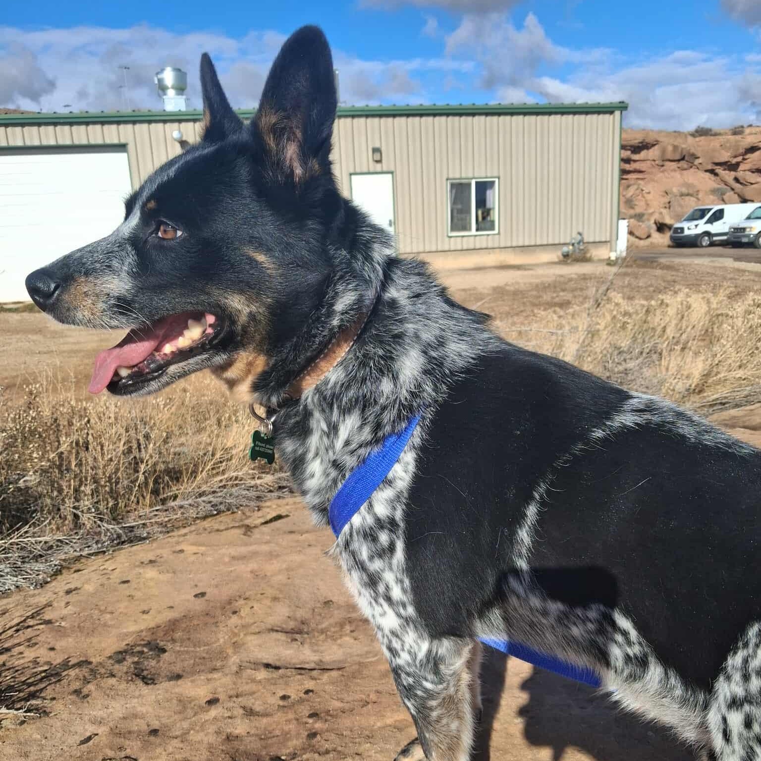Raptor, a ADOPTABLE Australian Cattle Dog / Blue Heeler in Roosevelt, UT image 4/4