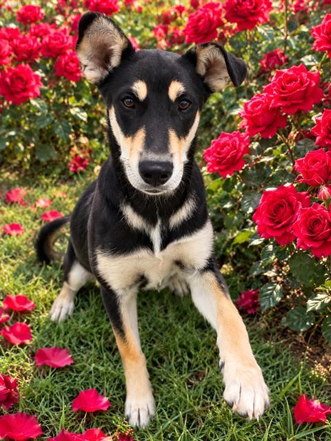 NESTLIE QUICK, Adoptable, Young Male German Shepherd Dog & German Shepherd Dog.