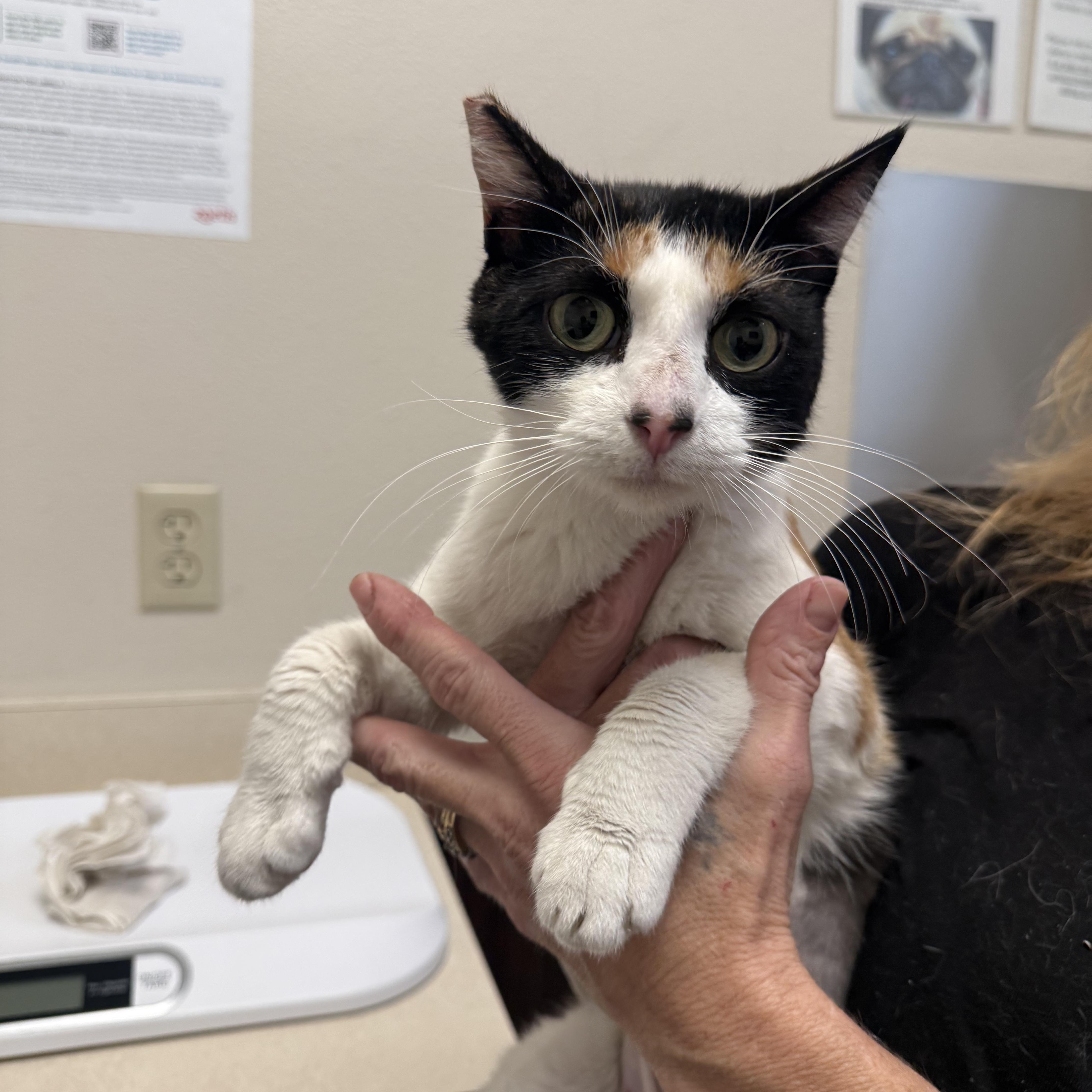 Sticky Paws, ADOPTABLE, Adult Female Calico.