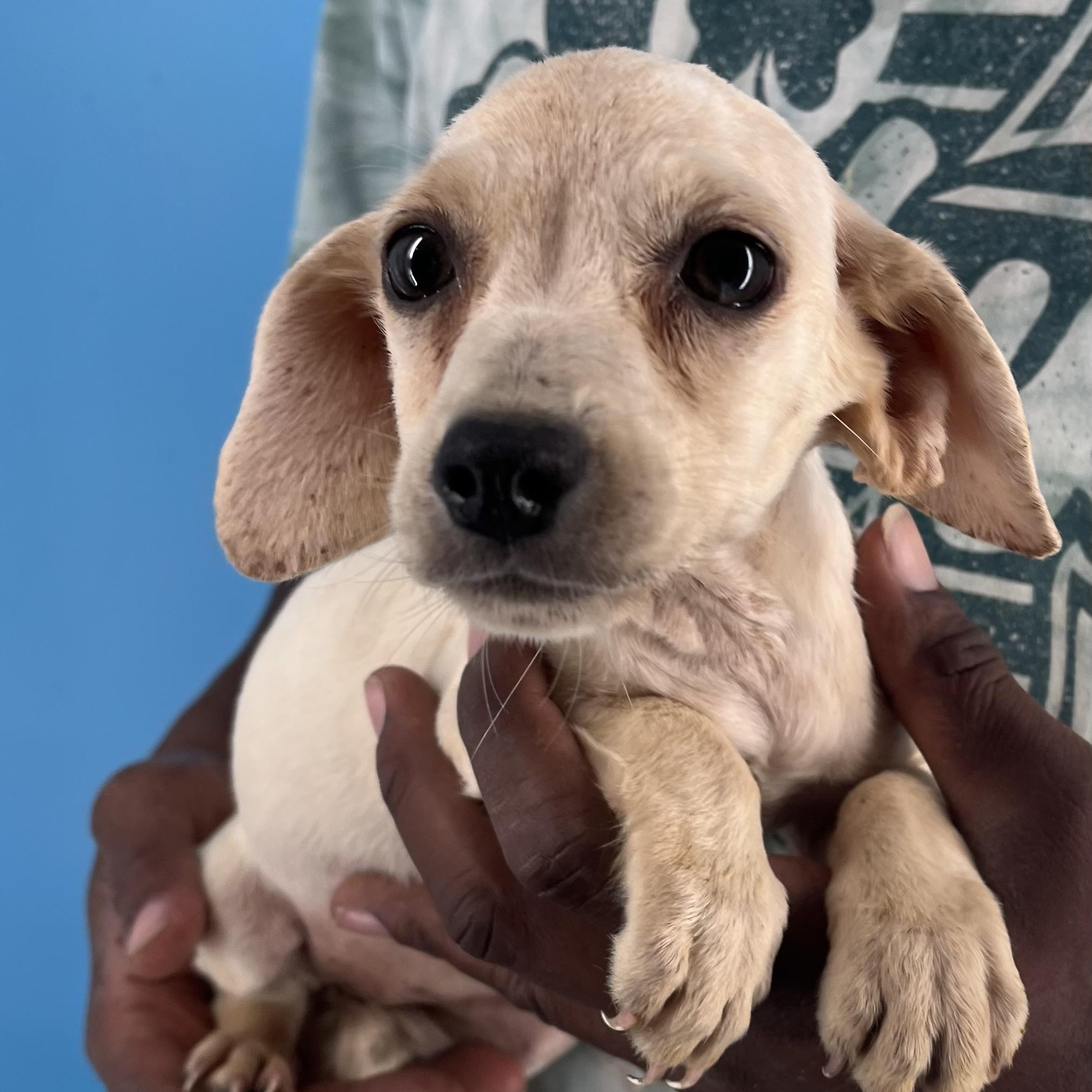 Sunny - Local Sept 26-28