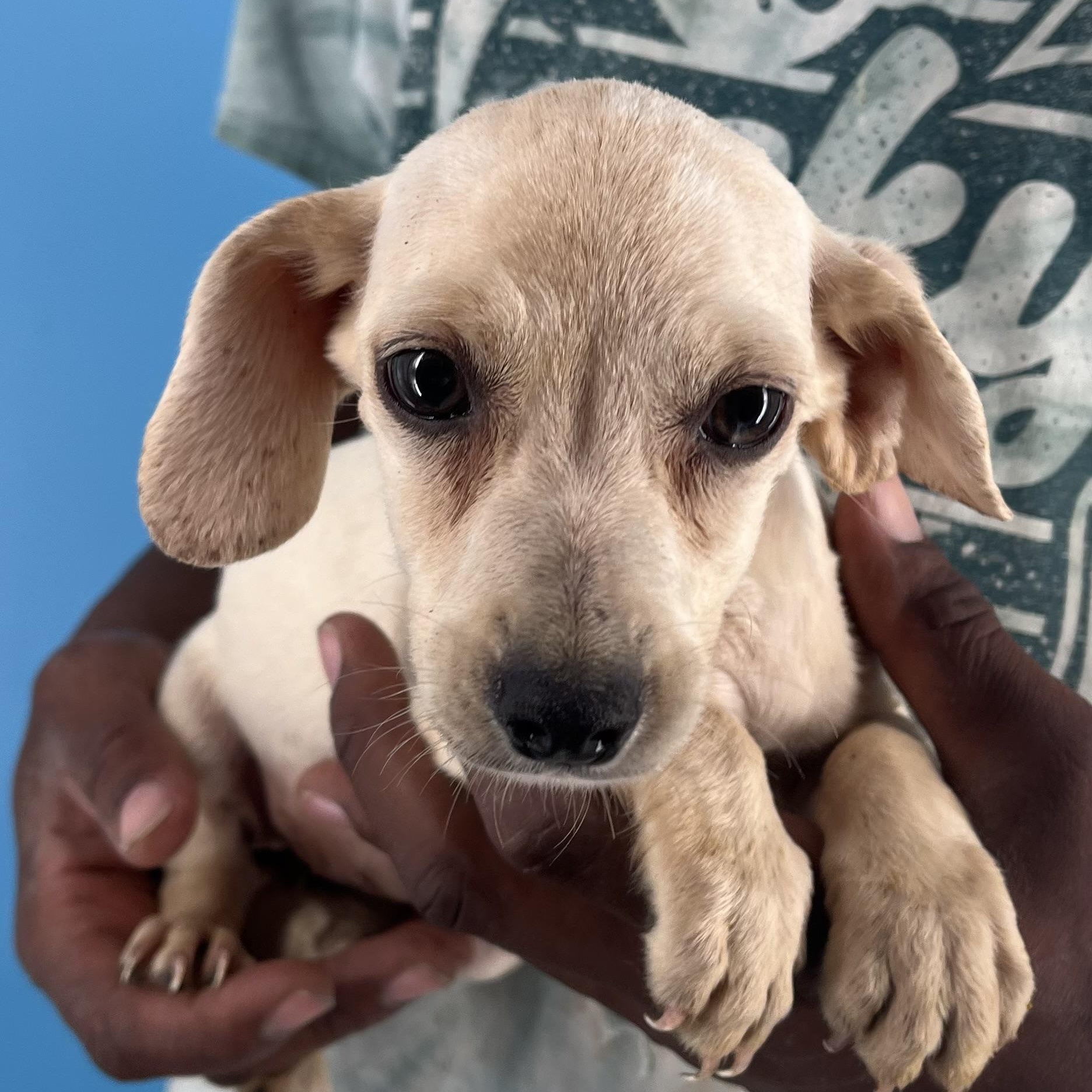 Sunny - Local Sept 26-28