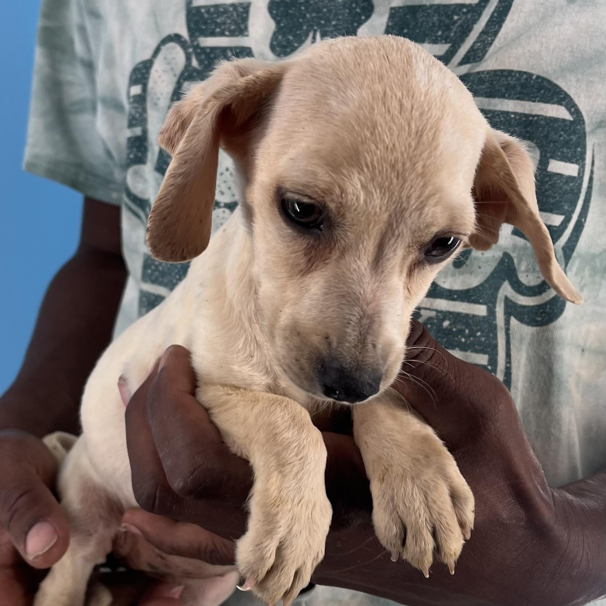 Sunny - Local Sept 26-28