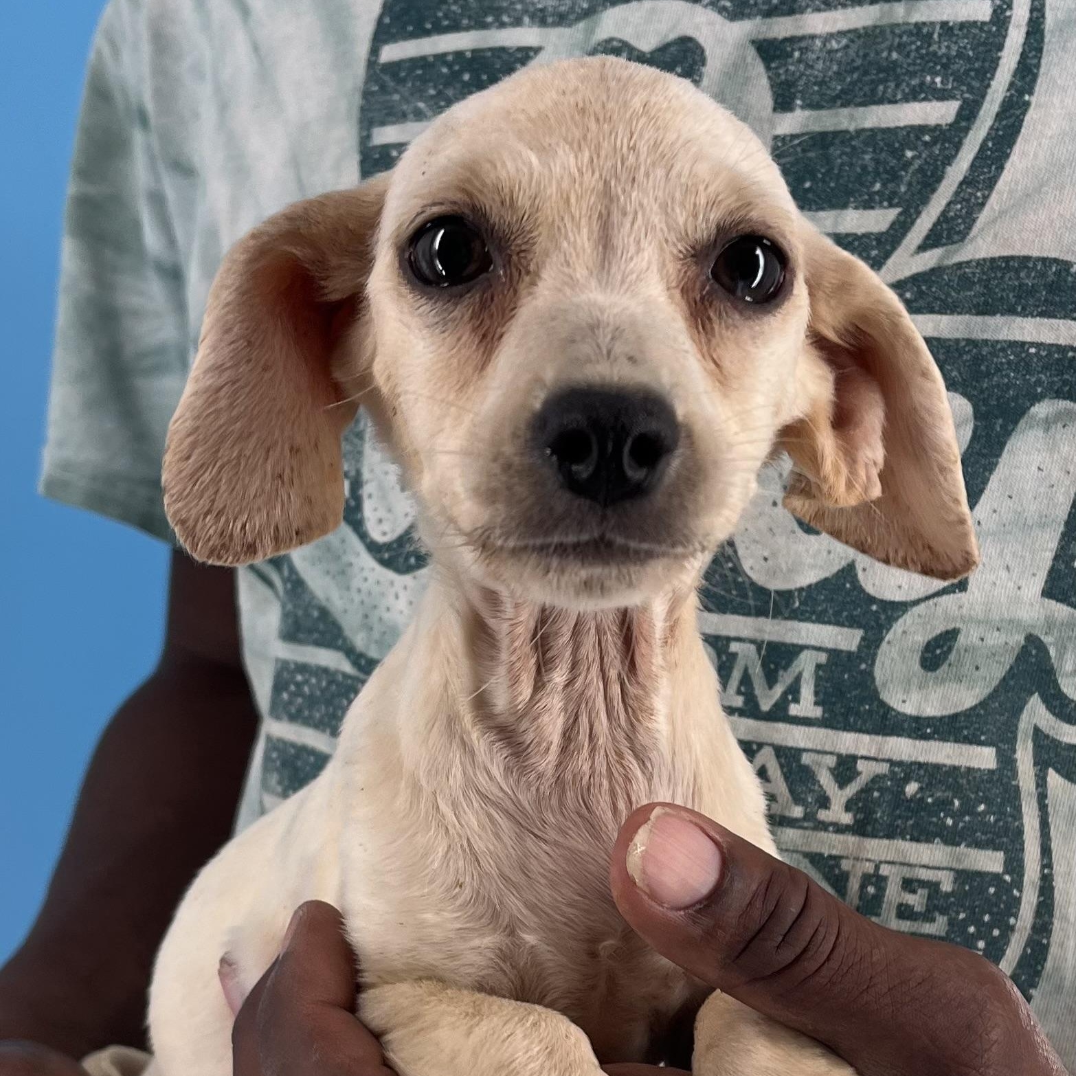 Sunny - Local Sept 26-28