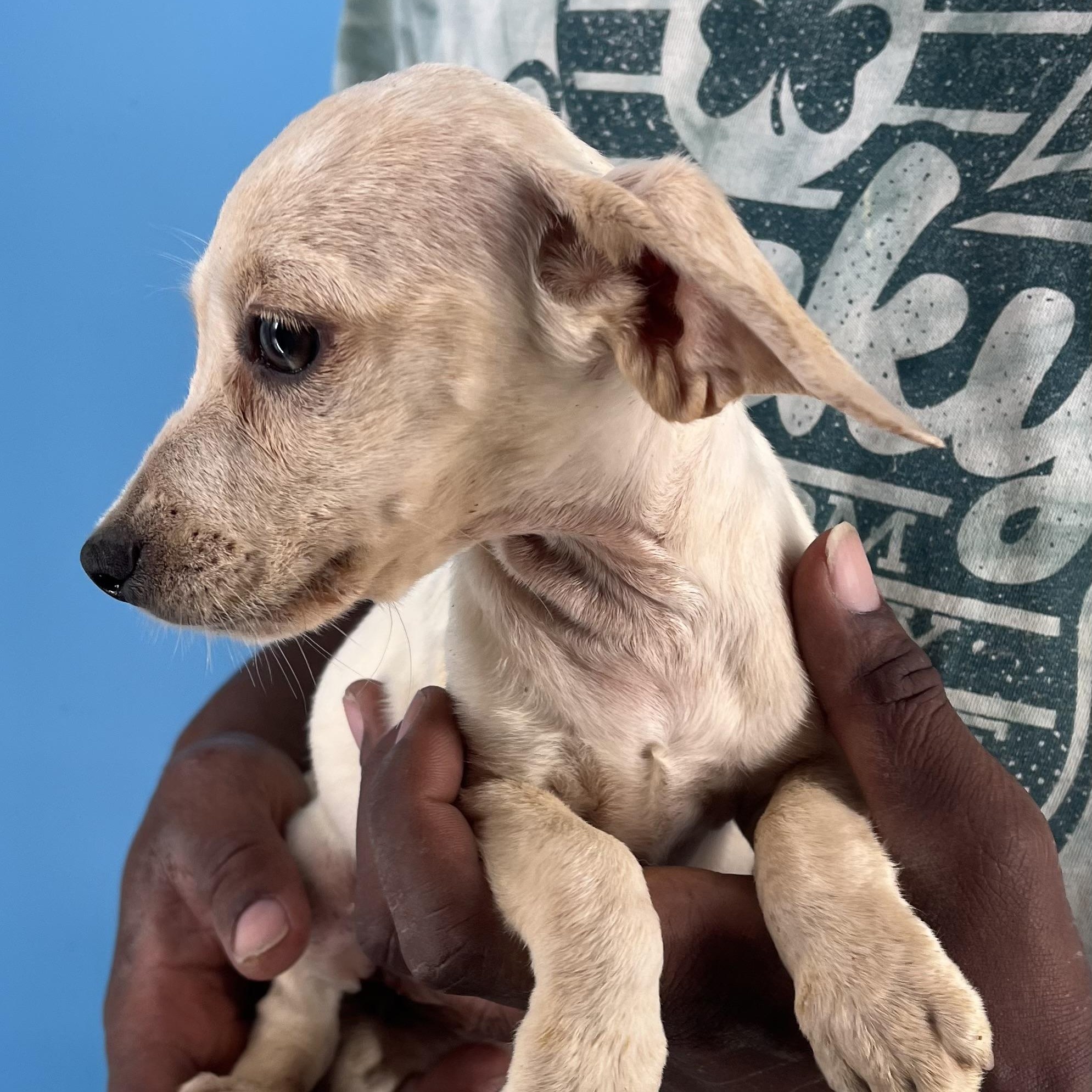 Sunny - Local Sept 26-28