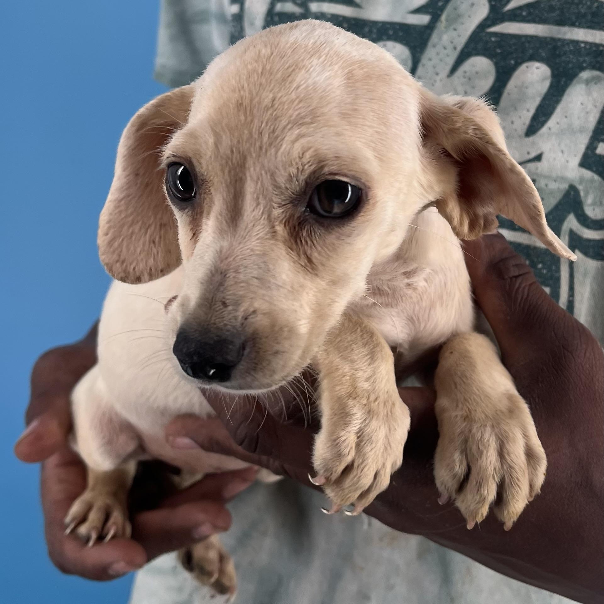 Sunny - Local Sept 26-28