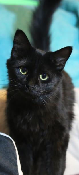 Oso, a Adopted Domestic Medium Hair in Phoenix, AZ image 1/4