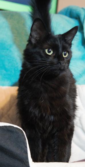 Oso, a Adopted Domestic Medium Hair in Phoenix, AZ image 2/4