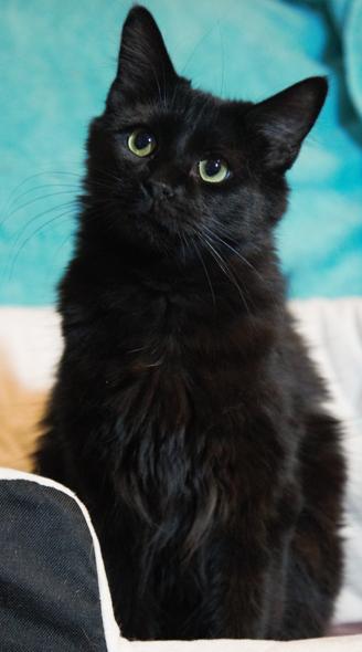 Oso, a Adopted Domestic Medium Hair in Phoenix, AZ image 3/4