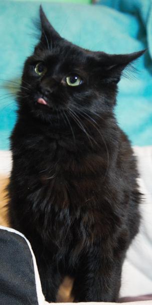 Oso, a Adopted Domestic Medium Hair in Phoenix, AZ image 4/4