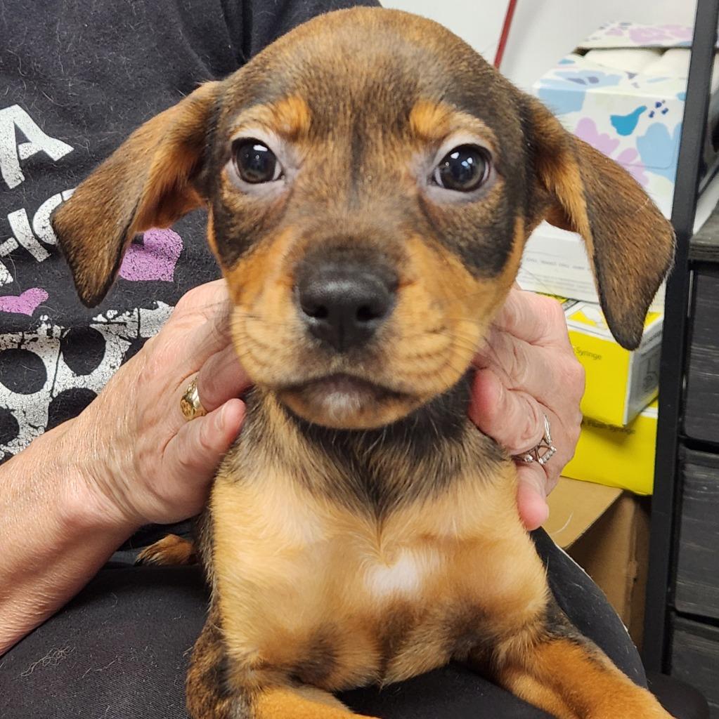 Dolly, Adoptable, Puppy Female Rottweiler.