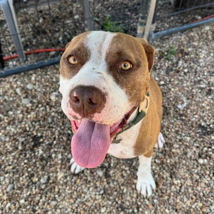 Joe Quapaw, Adoptable, Adult Male Terrier.