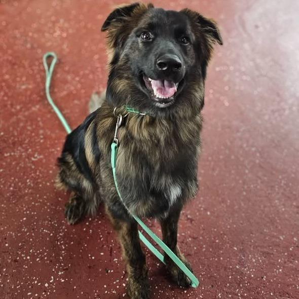 Enlarge Brookie, a Adoptable mixed breed in Phoenix, MD image 1/6