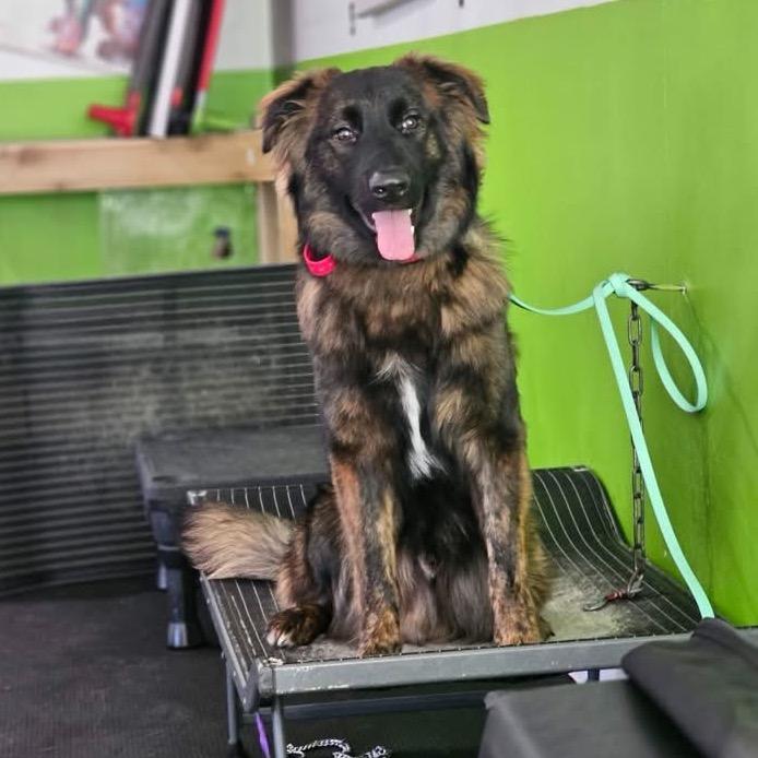 Enlarge Brookie, a Adoptable mixed breed in Phoenix, MD image 2/6