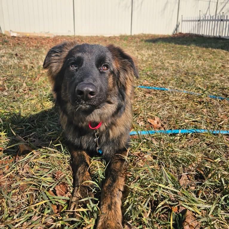 Enlarge Brookie, a Adoptable mixed breed in Phoenix, MD image 3/6