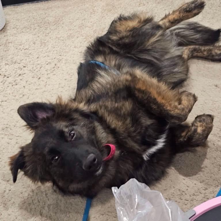 Enlarge Brookie, a Adoptable mixed breed in Phoenix, MD image 5/6