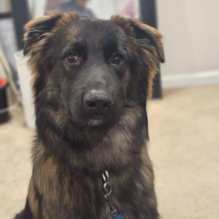 Enlarge Brookie, a Adoptable mixed breed in Phoenix, MD image 6/6