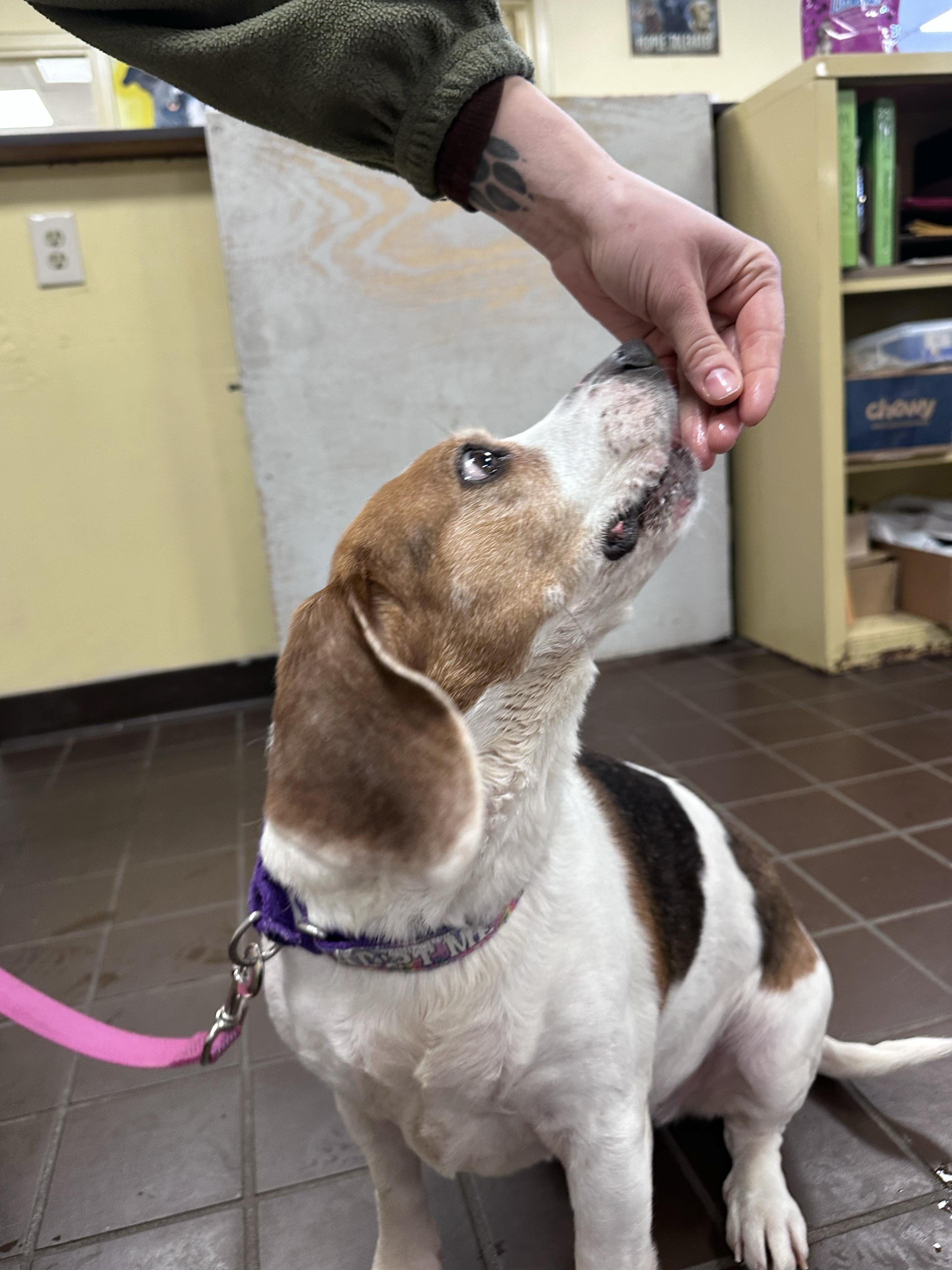Enlarge Eden Grace, a ADOPTABLE Beagle in Olean, NY image 5/5