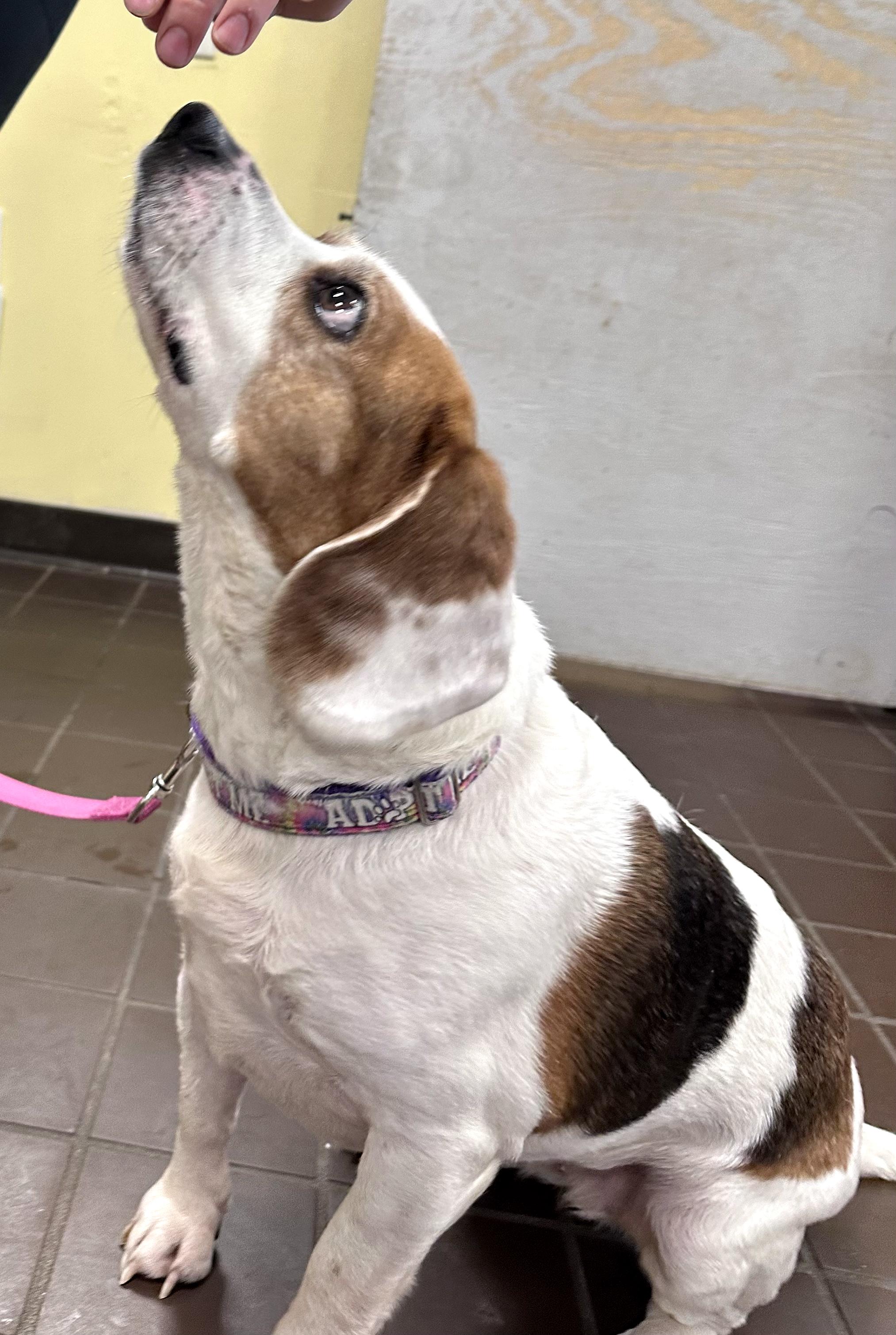 Enlarge Eden Grace, a ADOPTABLE Beagle in Olean, NY image 3/5