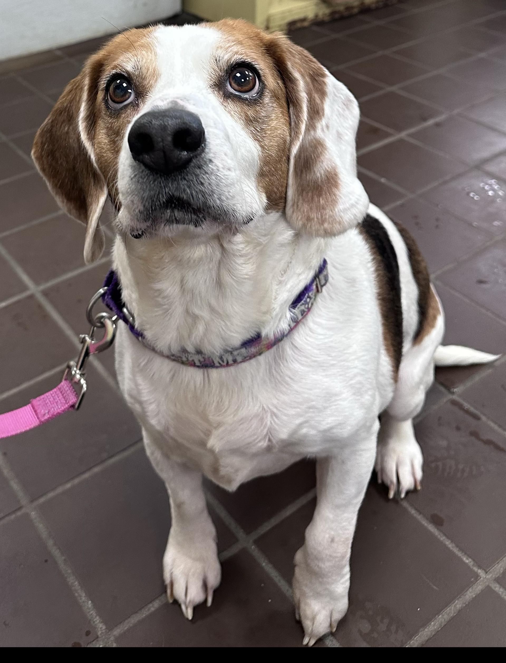 Enlarge Eden Grace, a ADOPTABLE Beagle in Olean, NY image 2/5