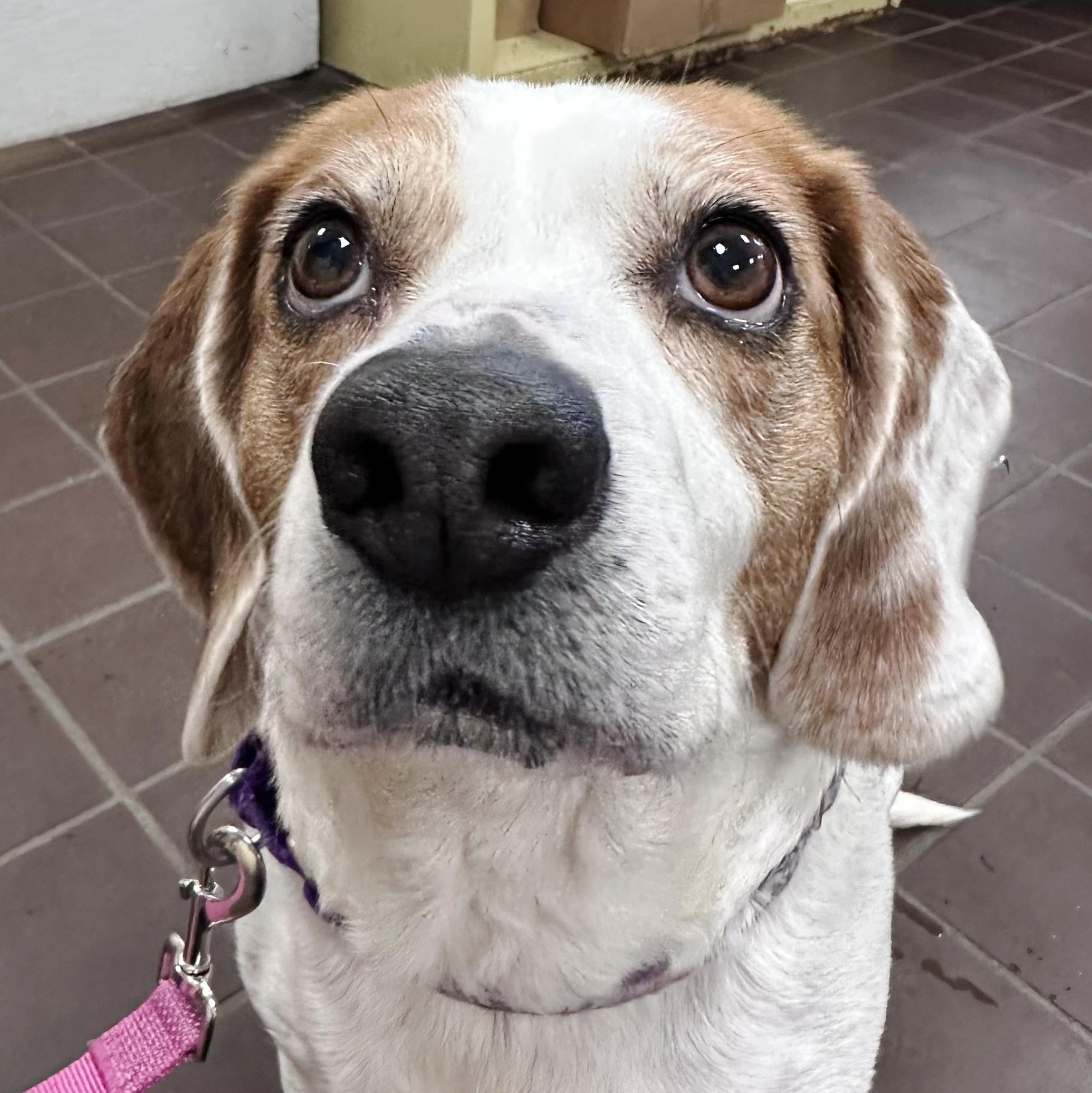 Eden Grace, ADOPTABLE, Adult Female Beagle.