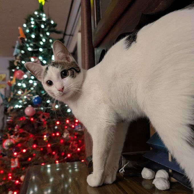 Enlarge Cotton, a Adoptable Domestic Short Hair in Lake Orion, MI image 6/6