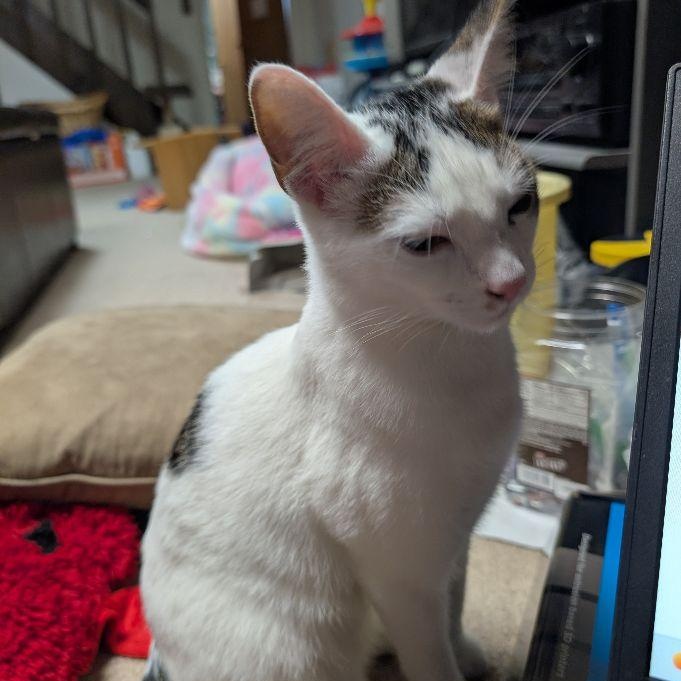 Cotton, Adoptable, Young Male Domestic Short Hair.