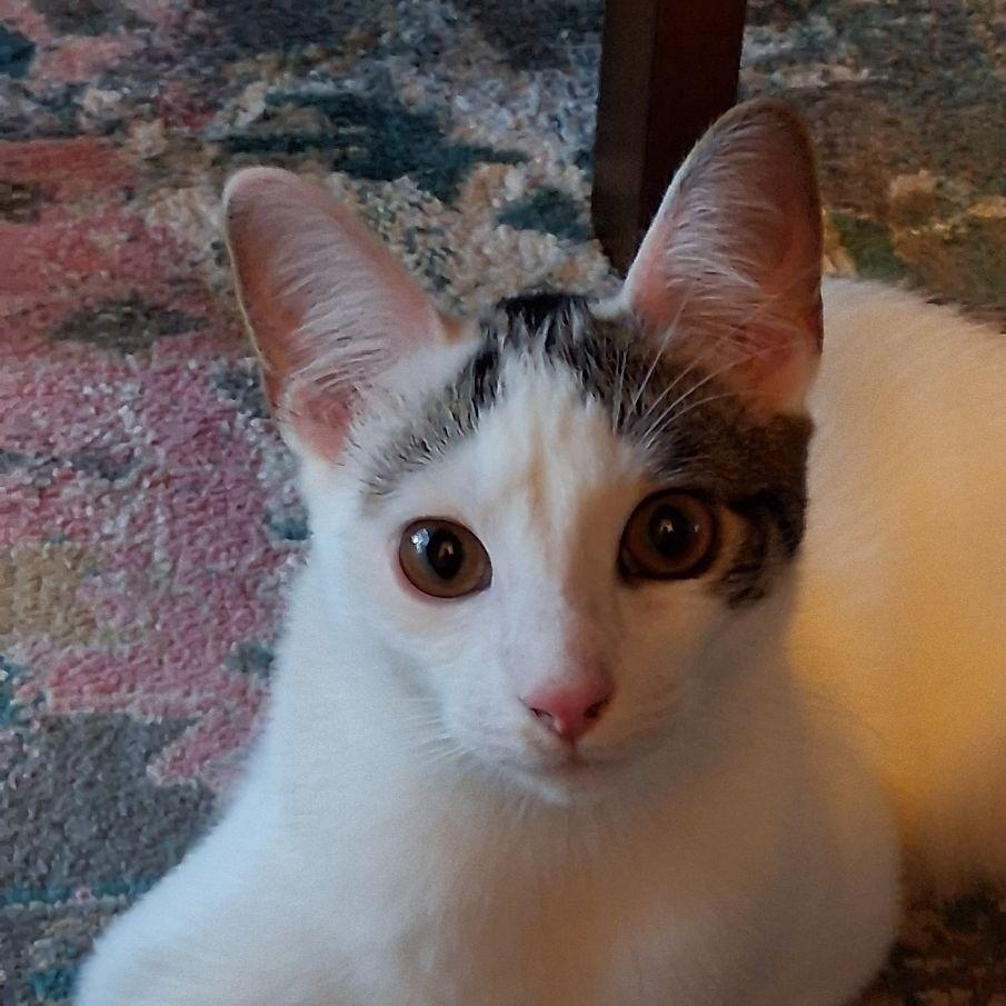 Cotton, a Adoptable Domestic Short Hair in Lake Orion, MI image 2/5