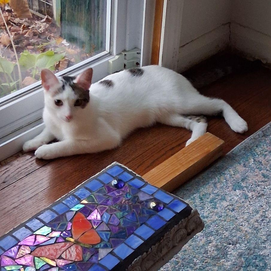 Cotton, a Adoptable Domestic Short Hair in Lake Orion, MI image 4/5