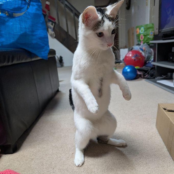 Enlarge Cotton, a Adoptable Domestic Short Hair in Lake Orion, MI image 2/6