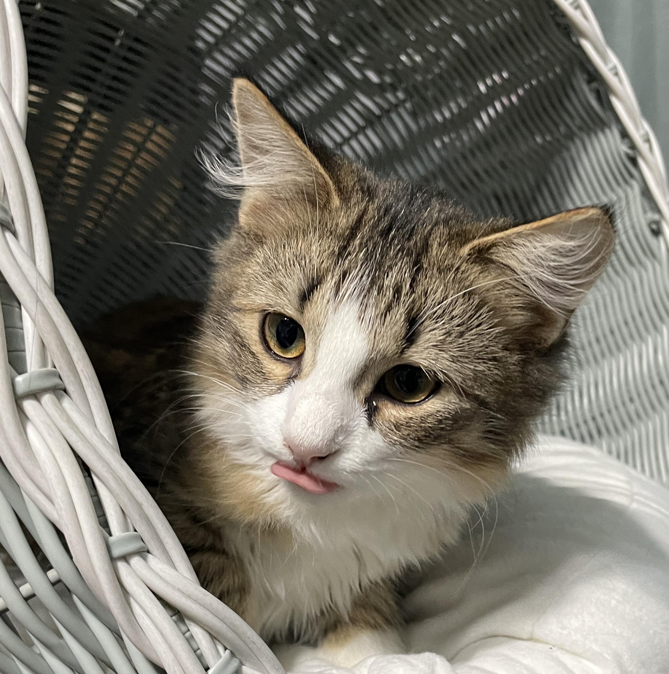 Enlarge Dixie, a Adoptable Domestic Medium Hair in China Township, MI image 5/6