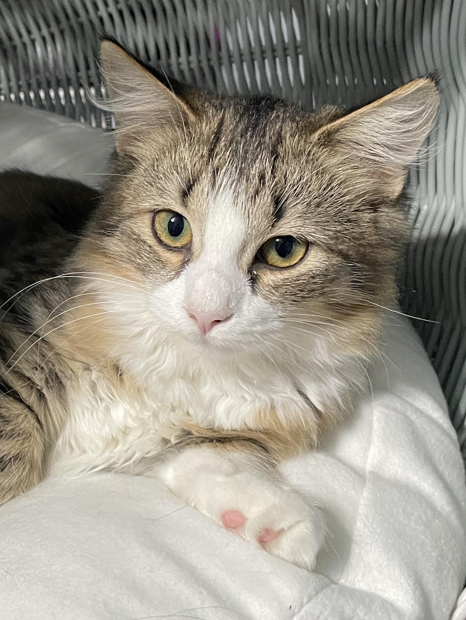 Enlarge Dixie, a Adoptable Domestic Medium Hair in China Township, MI image 6/6