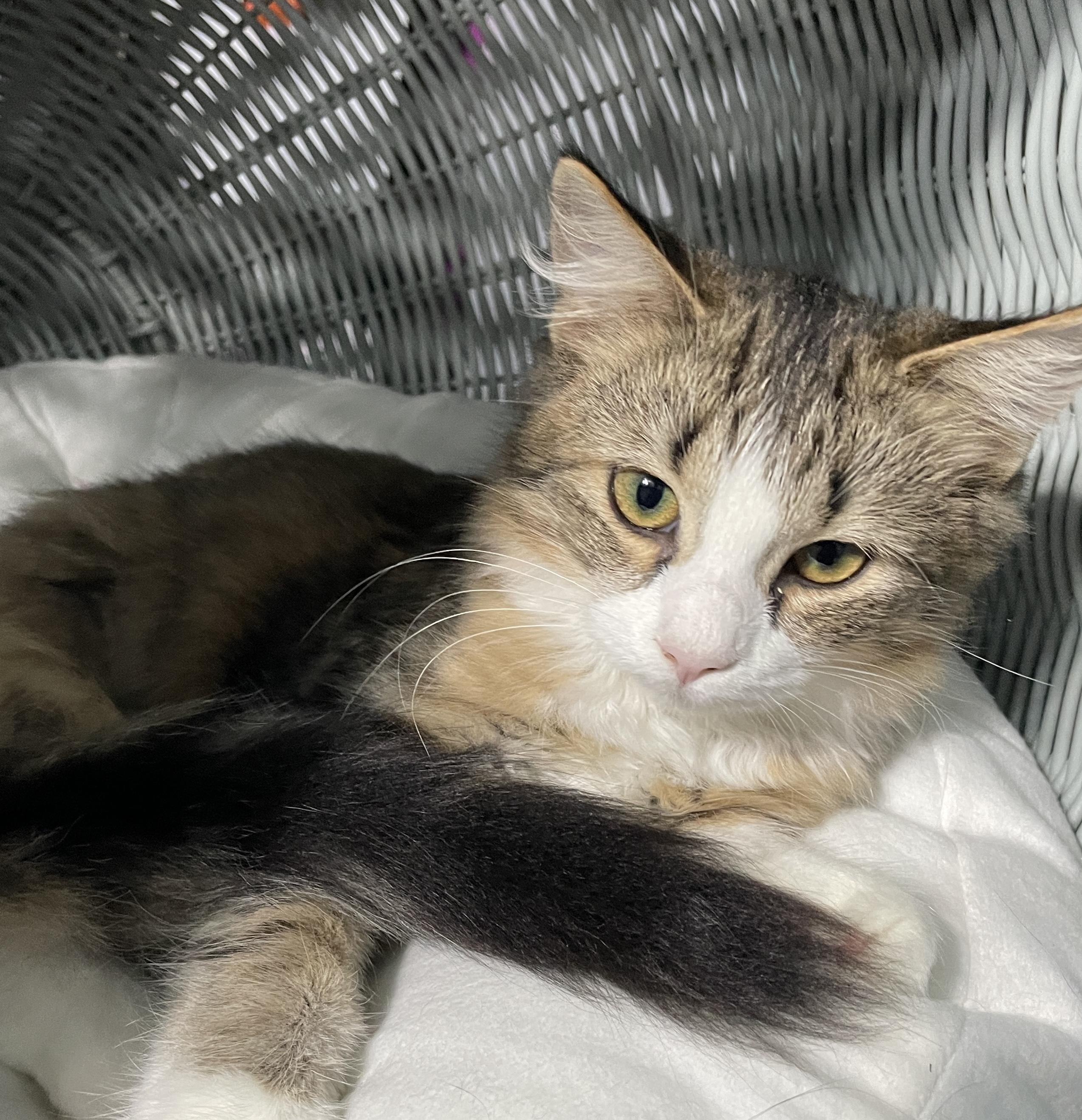 Enlarge Dixie, a Adoptable Domestic Medium Hair in China Township, MI image 3/6