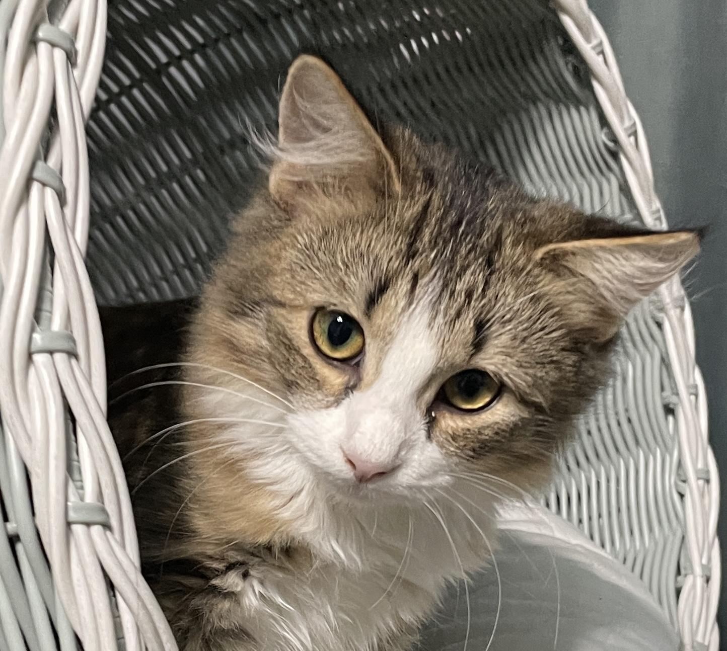 Enlarge Dixie, a Adoptable Domestic Medium Hair in China Township, MI image 2/6