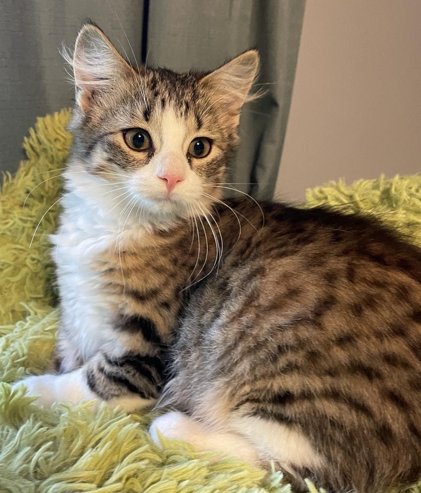 Enlarge Dixie, a Adoptable Domestic Medium Hair in China Township, MI image 4/6